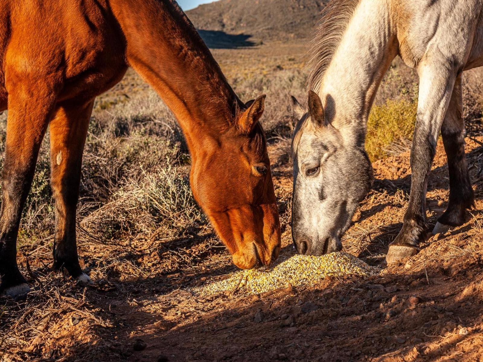 Апартаменты Rooilande Guest Farm Laingsburg Экстерьер фото